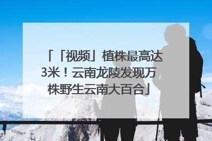 「视频」植株最高达3米！云南龙陵发现万株野生云南大百合