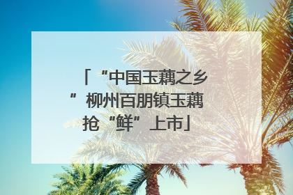 “中国玉藕之乡”柳州百朋镇玉藕抢“鲜”上市