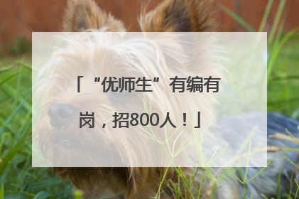 “优师生”有编有岗，招800人！