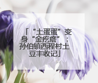 “土蛋蛋”变身“金疙瘩”：孙伯镇西程村土豆丰收记