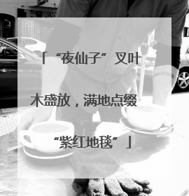 “夜仙子”叉叶木盛放，满地点缀“紫红地毯”