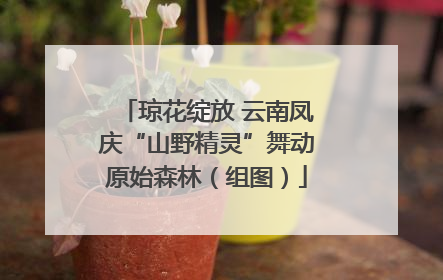 琼花绽放 云南凤庆“山野精灵”舞动原始森林（组图）