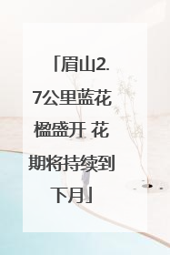 眉山2.7公里蓝花楹盛开 花期将持续到下月