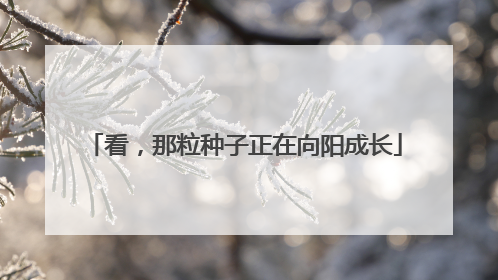 看，那粒种子正在向阳成长