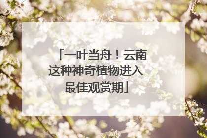 一叶当舟！云南这种神奇植物进入最佳观赏期