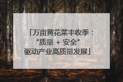 万亩黄花菜丰收季：“质量 + 安全” 驱动产业高质量发展