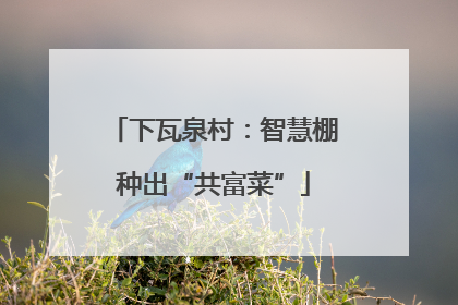 下瓦泉村：智慧棚种出“共富菜”