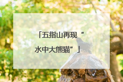 五指山再现“水中大熊猫”