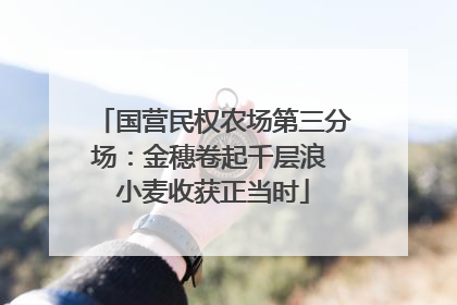 国营民权农场第三分场：金穗卷起千层浪 小麦收获正当时