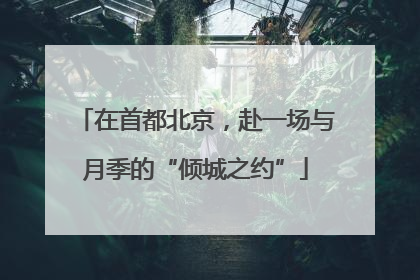 在首都北京，赴一场与月季的“倾城之约”