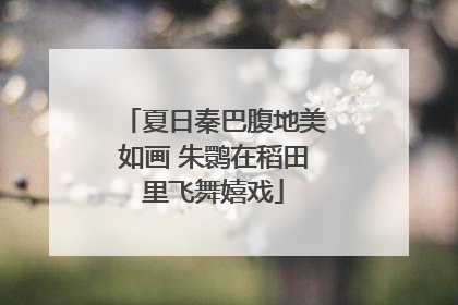 夏日秦巴腹地美如画 朱鹮在稻田里飞舞嬉戏