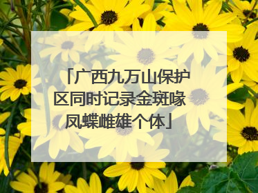 广西九万山保护区同时记录金斑喙凤蝶雌雄个体