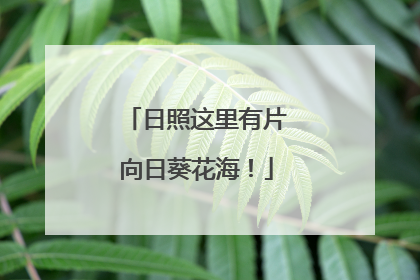 日照这里有片向日葵花海！