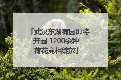 武汉东湖荷园即将开园 1200余种荷花竞相绽放
