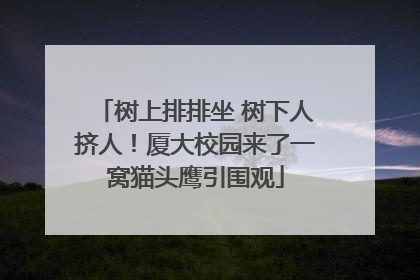 树上排排坐 树下人挤人！厦大校园来了一窝猫头鹰引围观