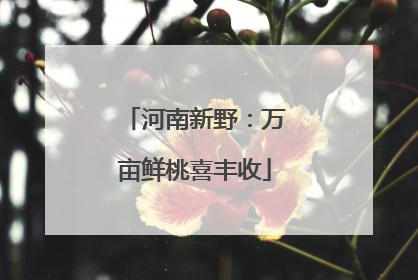 河南新野：万亩鲜桃喜丰收