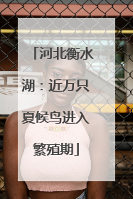 河北衡水湖：近万只夏候鸟进入繁殖期