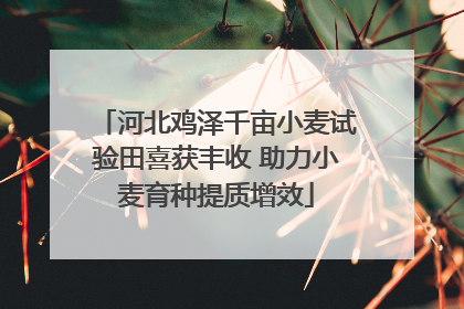 河北鸡泽千亩小麦试验田喜获丰收 助力小麦育种提质增效