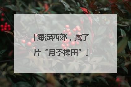 海淀西郊，藏了一片“月季梯田”