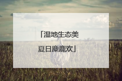 湿地生态美 夏日麋鹿欢