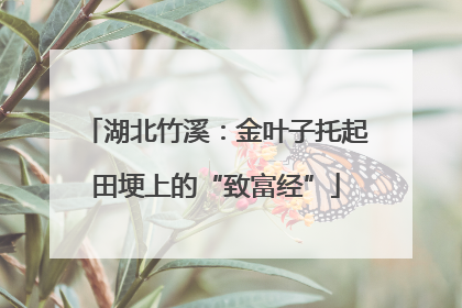 湖北竹溪：金叶子托起田埂上的“致富经”