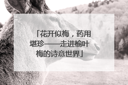 花开似梅，药用堪珍——走进榆叶梅的诗意世界