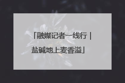 融媒记者一线行｜盐碱地上麦香溢