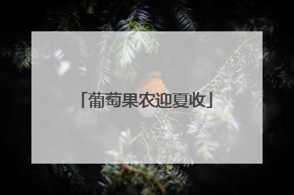 葡萄果农迎夏收