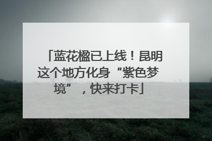 蓝花楹已上线！昆明这个地方化身“紫色梦境”，快来打卡