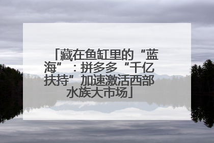 藏在鱼缸里的“蓝海”：拼多多“千亿扶持”加速激活西部水族大市场