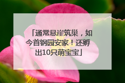 通常悬崖筑巢，如今首钢园安家！还孵出10只萌宝宝