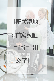 阳关湿地：首窝灰雁“宝宝”出窝了