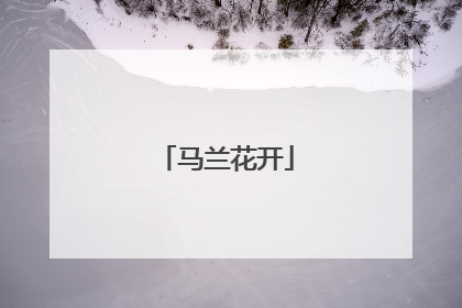 马兰花开