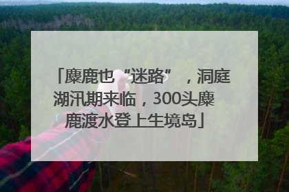 麋鹿也“迷路”，洞庭湖汛期来临，300头麋鹿渡水登上生境岛