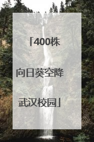 400株向日葵空降武汉校园